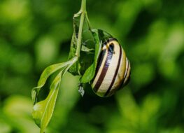 018 - botanischer garten